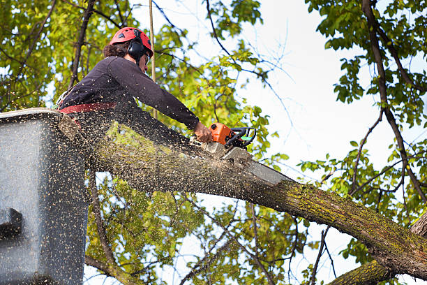 Best Affordable Tree Service  in Lake Holiday, IL